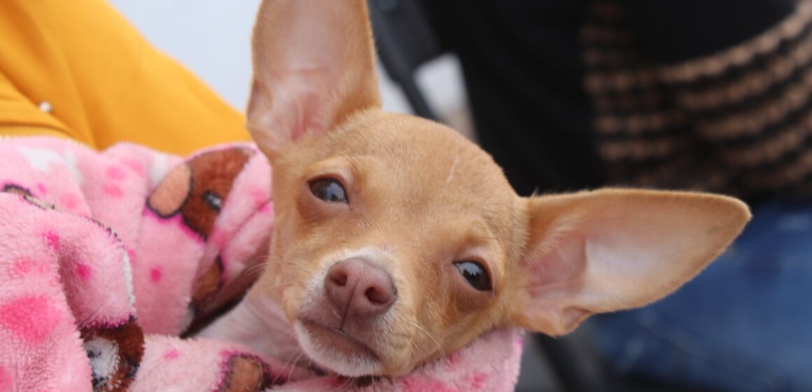 PROESPA REANUDA ATENCIÓN MÉDICA GRATUITA PARA MASCOTAS ESTE VIERNES EN LA LÍNEA VERDE