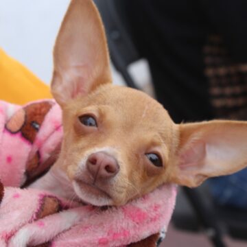 PROESPA REANUDA ATENCIÓN MÉDICA GRATUITA PARA MASCOTAS ESTE VIERNES EN LA LÍNEA VERDE