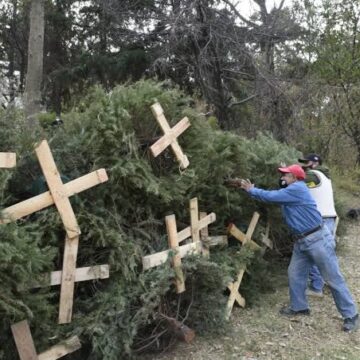 ABREN CENTROS DE ACOPIO PARA ÁRBOLES NATURALES NAVIDEÑOS