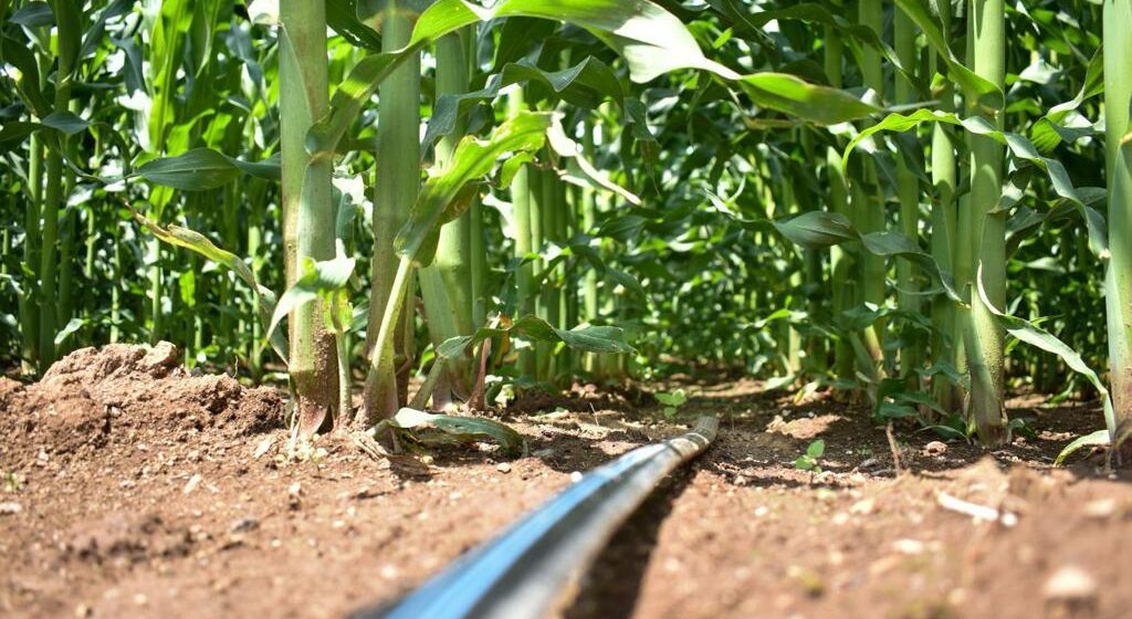 ANUNCIA TERE JIMÉNEZ APOYOS 2024 PARA PEQUEÑOS PRODUCTORES DEL CAMPO