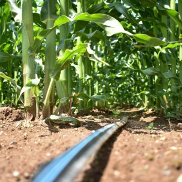 ANUNCIA TERE JIMÉNEZ APOYOS 2024 PARA PEQUEÑOS PRODUCTORES DEL CAMPO