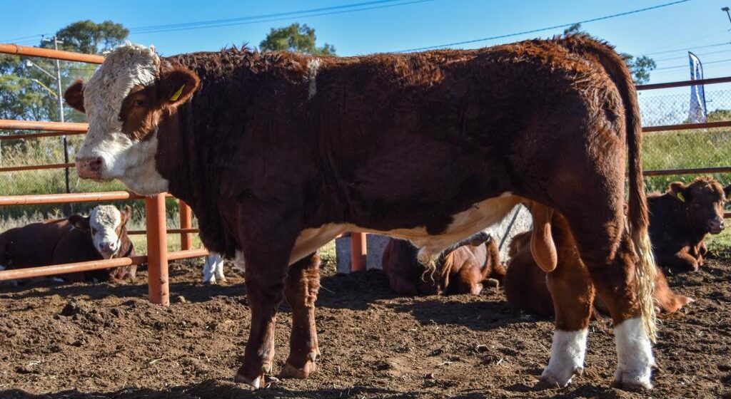 ABIERTA LA CONVOCATORIA PARA QUE PRODUCTORES MEJOREN SU GANADO