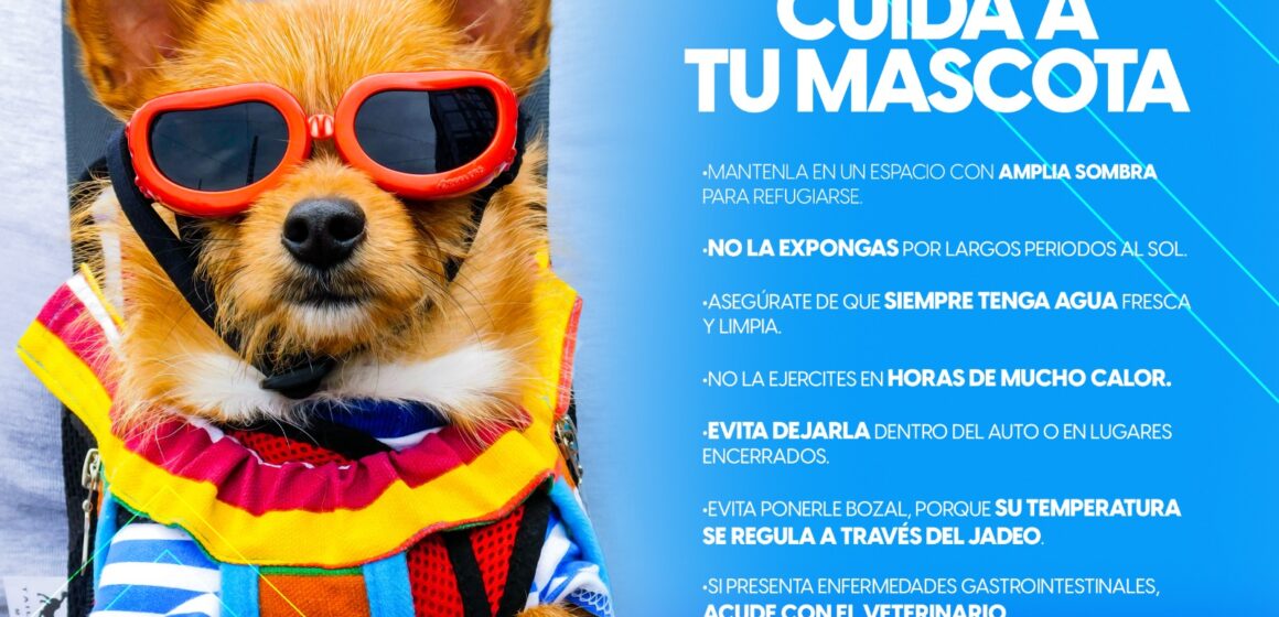 LLAMAN A SEGUIR SENCILLAS RECOMENDACIONES PARA EVITAR GOLPES DE CALOR EN LAS MASCOTAS