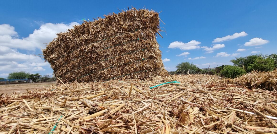 El GOBIERNO DEL ESTADO APOYARÁ A GANADEROS CON FORRAJE Y SUPLEMENTOS PROTEÍNICOS