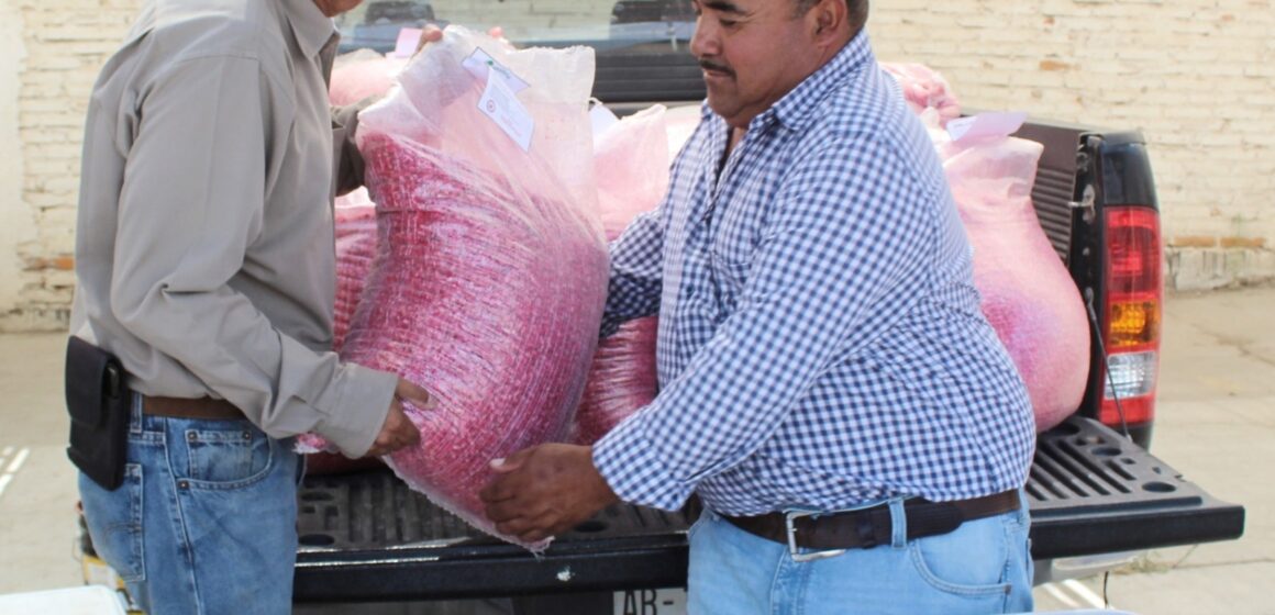 CON EL INICIO DE LLUVIAS, ENTREGAN SEMILLA MEJORADA A MÁS DE 2 MIL PRODUCTORES DE TEMPORAL