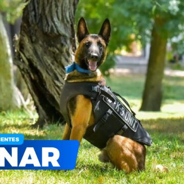 NUEVOS AGENTES CANINOS SE INTEGRAN A LA UNIDAD K9 DE LA SSPE