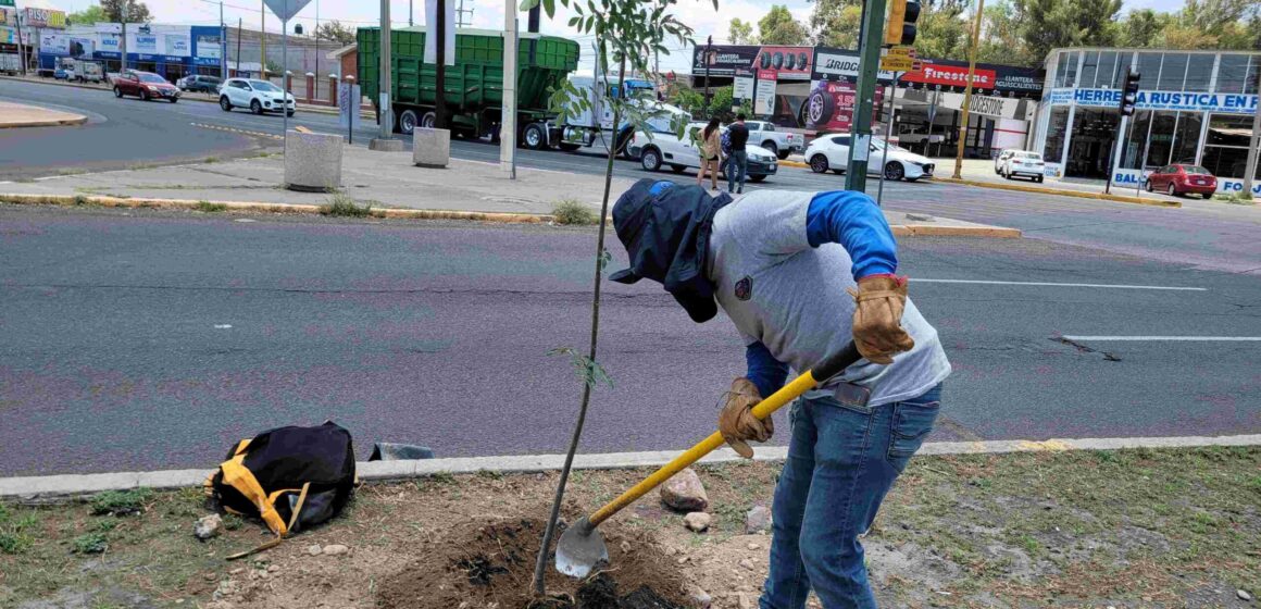 REFUERZA MUNICIPIO DE AGUASCALIENTES ACCIONES DE REFORESTACIÓN