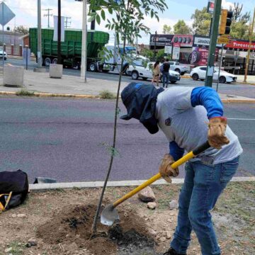 REFUERZA MUNICIPIO DE AGUASCALIENTES ACCIONES DE REFORESTACIÓN