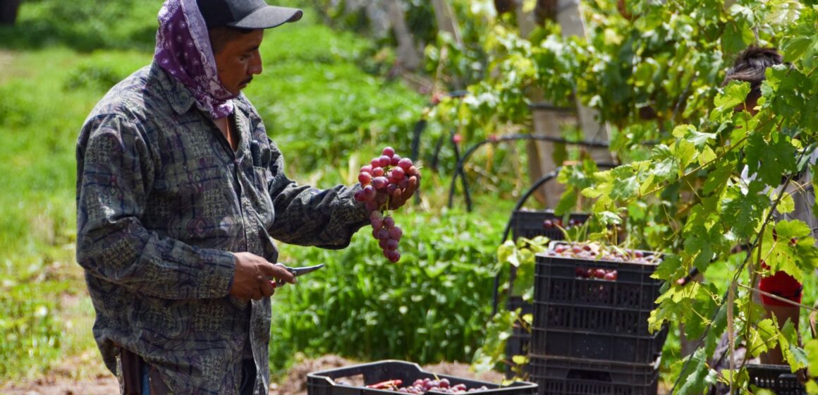 AGUASCALIENTES ES EL 4° PRODUCTOR DE UVA EN EL PAÍS; TERE JIMÉNEZ ENTREGA APOYOS QUE FORTALECERÁN AL SECTOR