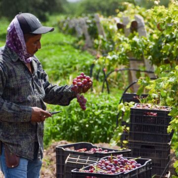 AGUASCALIENTES ES EL 4° PRODUCTOR DE UVA EN EL PAÍS; TERE JIMÉNEZ ENTREGA APOYOS QUE FORTALECERÁN AL SECTOR