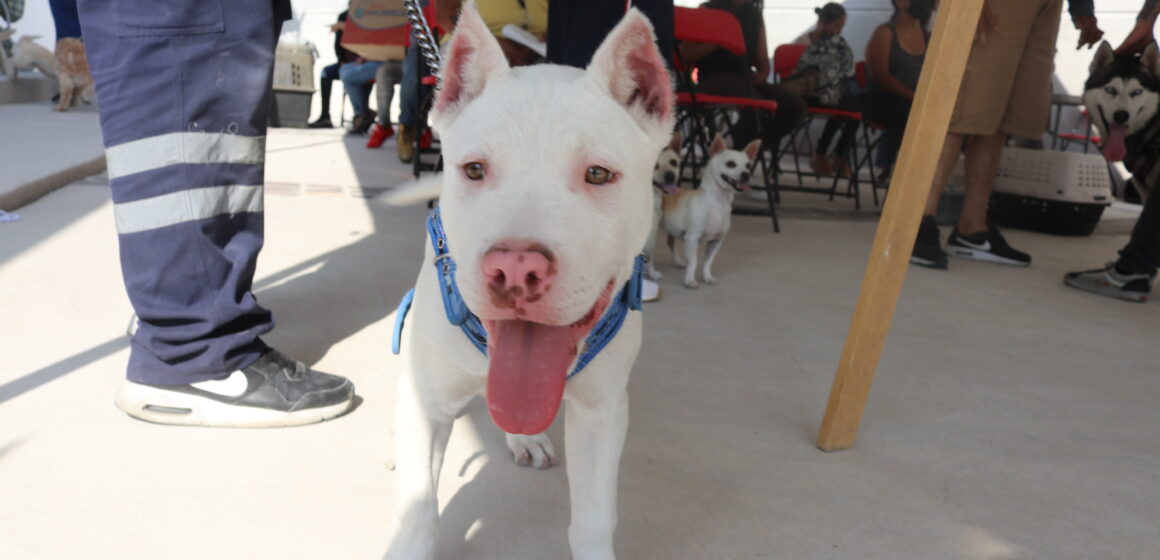 ESTE VIERNES, ATENCIÓN VETERINARIA GRATUITA PARA TU MASCOTA EN CALVILLO