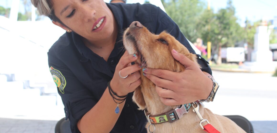 LLEVA A TU MASCOTA ESTE VIERNES A LA UNIDAD DEPORTIVA DE RINCÓN DE ROMOS; HABRÁ SERVICIOS VETERINARIOS GRATUITOS