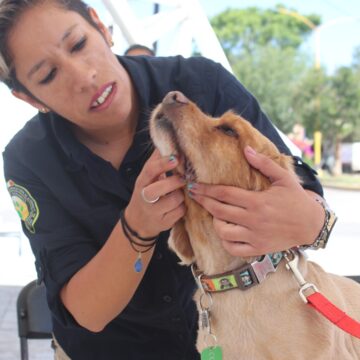 LLEVA A TU MASCOTA ESTE VIERNES A LA UNIDAD DEPORTIVA DE RINCÓN DE ROMOS; HABRÁ SERVICIOS VETERINARIOS GRATUITOS