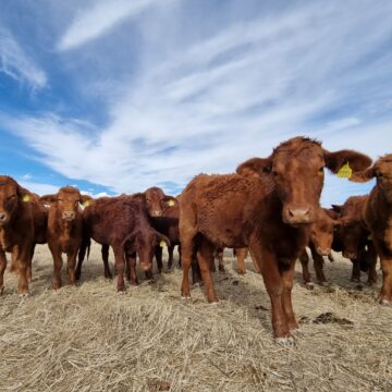 LANZAN APOYOS PARA QUE PEQUEÑOS PRODUCTORES MEJOREN LA CALIDAD DE SU GANADO