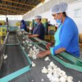 AGUASCALIENTES, SEDE DEL TALLER INTERNACIONAL DEL AJO; PARTICIPAN EXPERTOS DE MÉXICO, BRASIL, CHILE, ESPAÑA, ESTADOS UNIDOS Y PERÚ