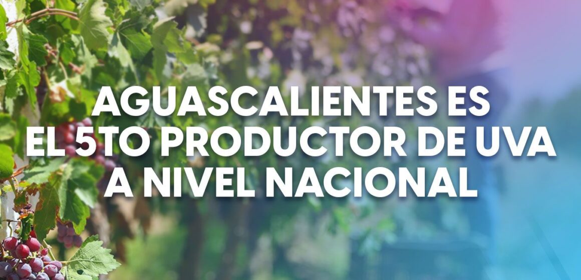 AGUASCALIENTES ES EL 5TO PRODUCTOR DE UVA A NIVEL NACIONAL