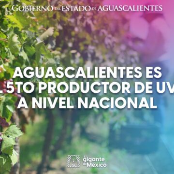 AGUASCALIENTES ES EL 5TO PRODUCTOR DE UVA A NIVEL NACIONAL