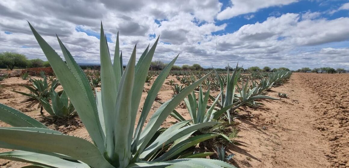 RECONOCEN A MEZCAL DE AGUASCALIENTES COMO UNO DE LOS MEJORES DE MÉXICO 