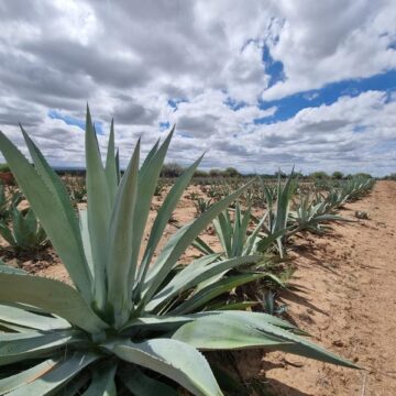 RECONOCEN A MEZCAL DE AGUASCALIENTES COMO UNO DE LOS MEJORES DE MÉXICO 
