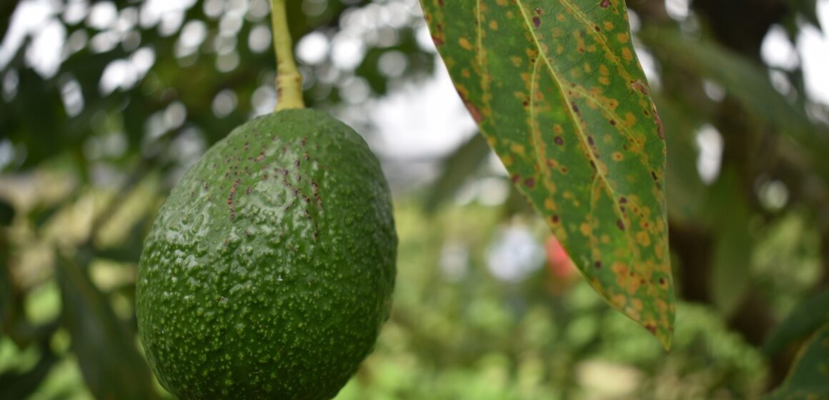 AGUASCALIENTES APOYA A SUS PRODUCTORES PARA QUE OBTENGAN MEJORES GANANCIAS CON NUEVOS CULTIVOS 
