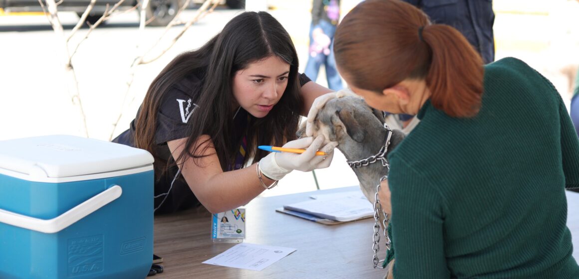 MUNICIPIO CONMEMORA “DÍA DE LA ESTERILIZACIÓN ANIMAL” CON MEGA JORNADA DIRIGIDA A PERROS Y GATOS