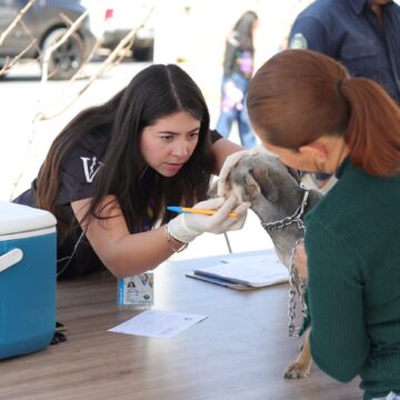 MUNICIPIO CONMEMORA “DÍA DE LA ESTERILIZACIÓN ANIMAL” CON MEGA JORNADA DIRIGIDA A PERROS Y GATOS