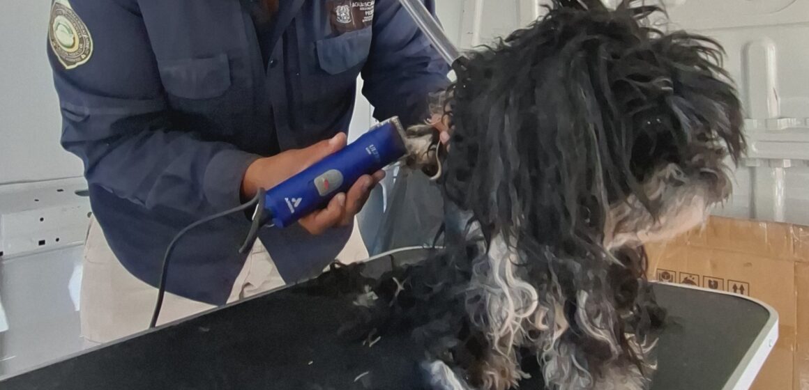 ESTE VIERNES, HABRÁ SERVICIOS VETERINARIOS GRATUITOS EN PABELLÓN DE ARTEAGA